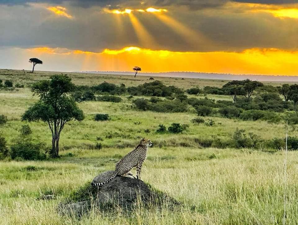 Leruk Maasai Mara Camp Hotel Sekenani ภายนอก รูปภาพ