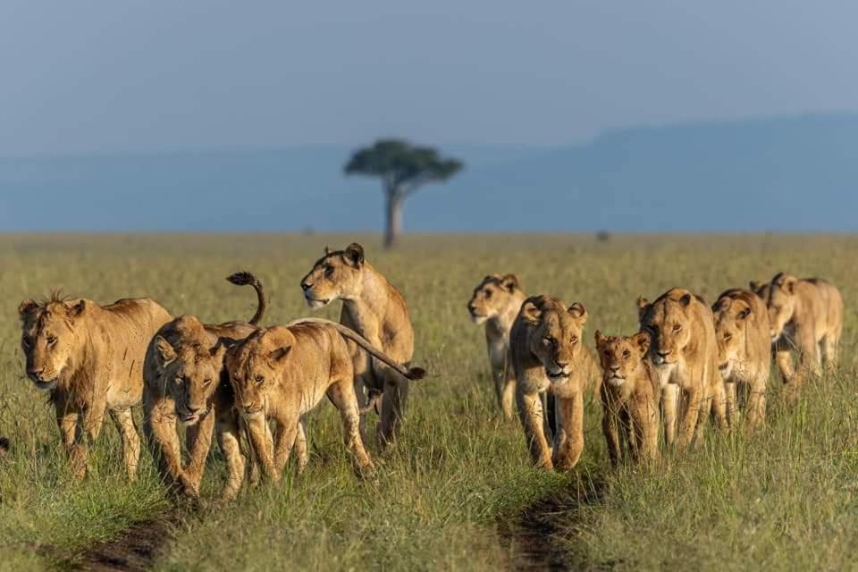 Leruk Maasai Mara Camp Hotel Sekenani ภายนอก รูปภาพ