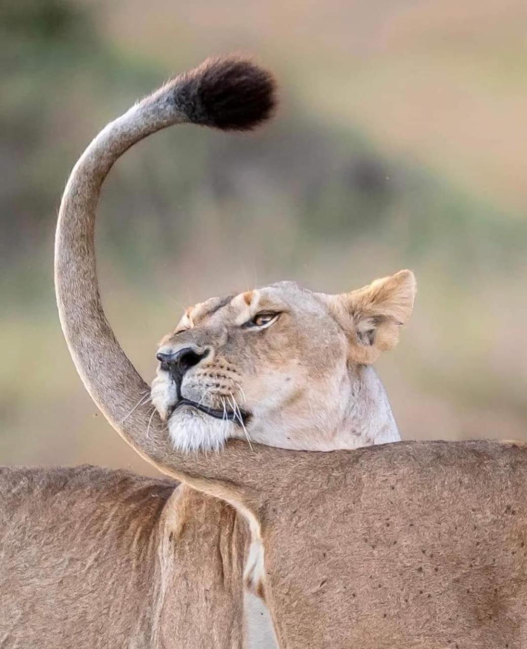 Leruk Maasai Mara Camp Hotel Sekenani ภายนอก รูปภาพ