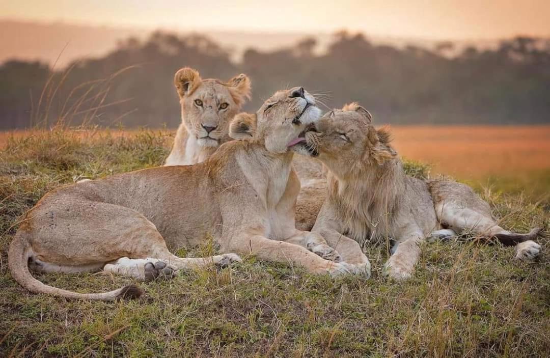 Leruk Maasai Mara Camp Hotel Sekenani ภายนอก รูปภาพ