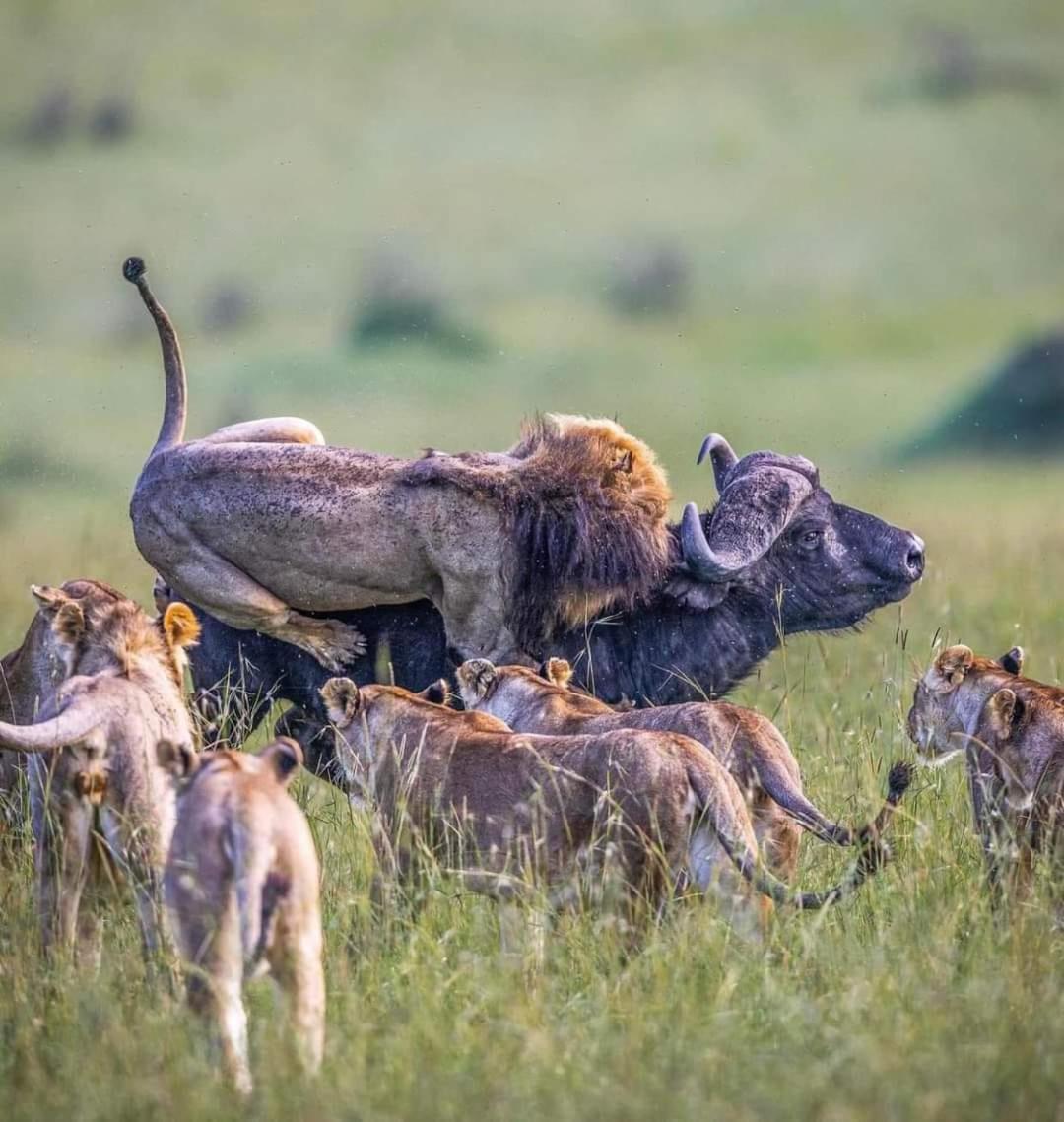 Leruk Maasai Mara Camp Hotel Sekenani ภายนอก รูปภาพ