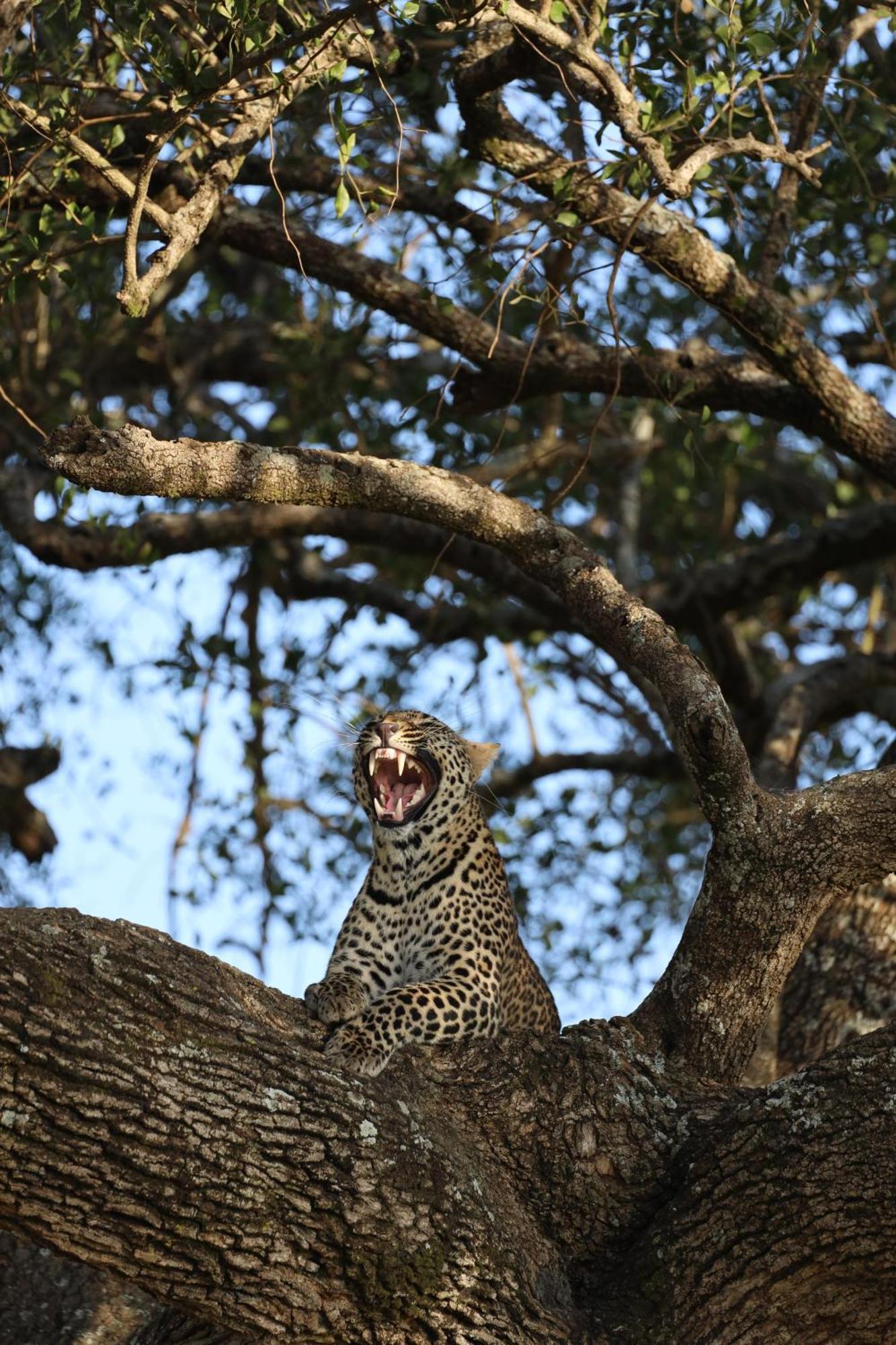 Leruk Maasai Mara Camp Hotel Sekenani ภายนอก รูปภาพ